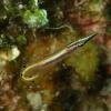 Arrow Blenny