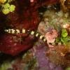 Banded Pipefish