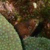 Goldentail Moray Eel