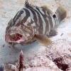 Grouper with Pederson Cleaner Shrimp