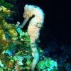 seahorse