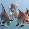 Atlantic spadefish