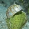 Blenny