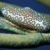 Flamingo Tongue2