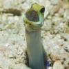 Jawfish with eggs