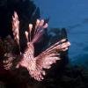 Lionfish