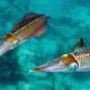 Reef squid