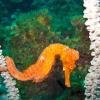orange seahorse